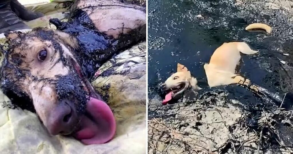 Brave Individuals Rescue Stranded Dog from Molten Rubber: A Tale of Courage and Compassion