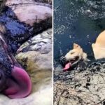 Brave Individuals Rescue Stranded Dog from Molten Rubber: A Tale of Courage and Compassion