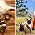 A disabled cat and a 3-legged dog comfort each other and are now inseparable