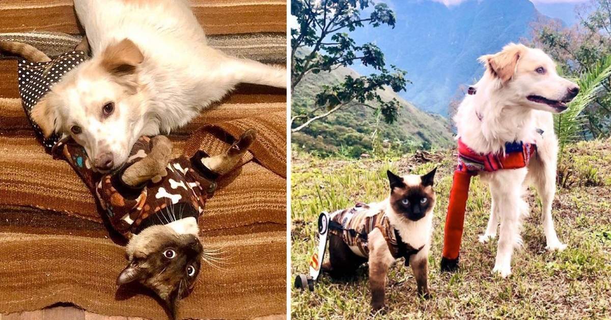 A disabled cat and a 3-legged dog comfort each other and are now inseparable