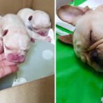 Millions of people’s hearts melt at the sight of a mother dog that passed away after giving birth