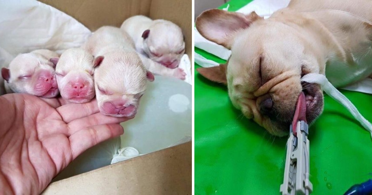 Millions of people’s hearts melt at the sight of a mother dog that passed away after giving birth