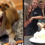 13-Year-Old Dog Couldn’t Believe His Family Remembered His Birthday