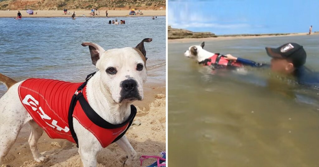 Pit Bull Dives Into Treacherous River, Saves Boy From Drowning