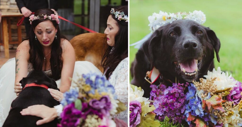Bride’s weakly dog was carried down the aisle, and there wasn’t a dry eye in the room, capturing the emotional and heartwarming moment of their bond