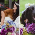 Bride’s weakly dog was carried down the aisle, and there wasn’t a dry eye in the room, capturing the emotional and heartwarming moment of their bond