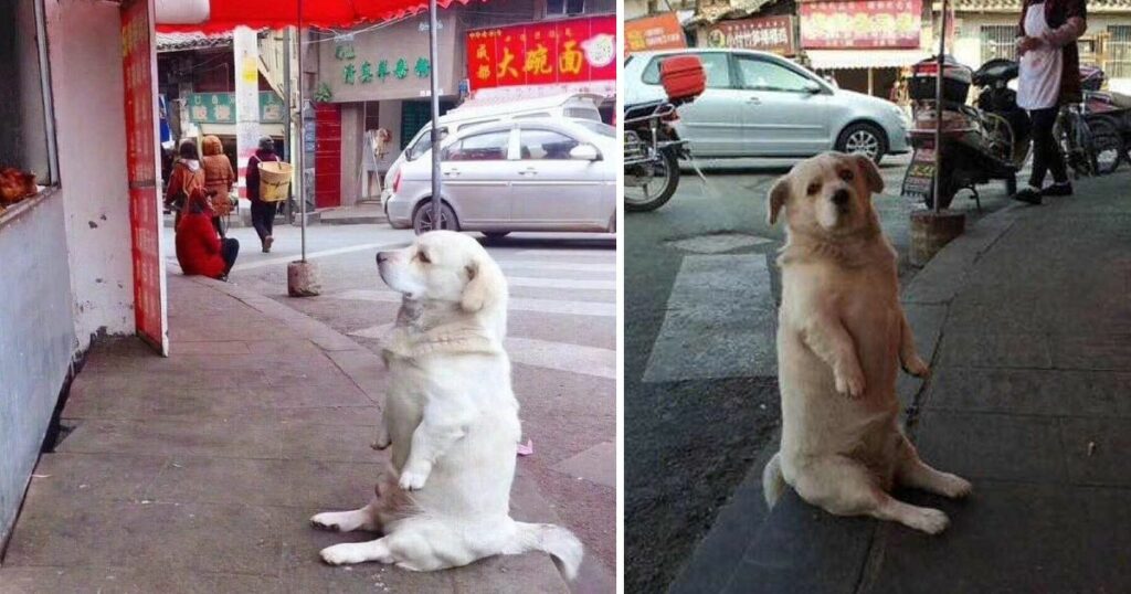 Touching moment: A dog named Bella, abandoned, sat in front of a restaurant for a continuous 3 hours, searching for a hero who could help provide it with a meal. ‎