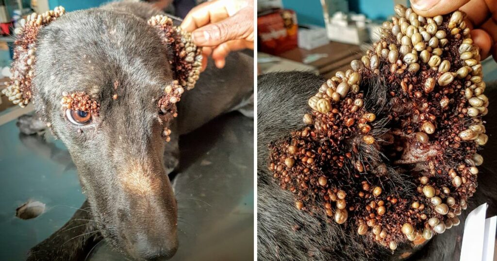 More Than 1000’s Of Ticks Attacked A Rescued Poor Homeless Dog All Over His Body