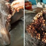 More Than 1000’s Of Ticks Attacked A Rescued Poor Homeless Dog All Over His Body