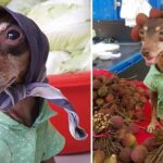 A Dog Dressed stylishly, Selling Fruit In The Market To Help Her Poor Owner Became A Star