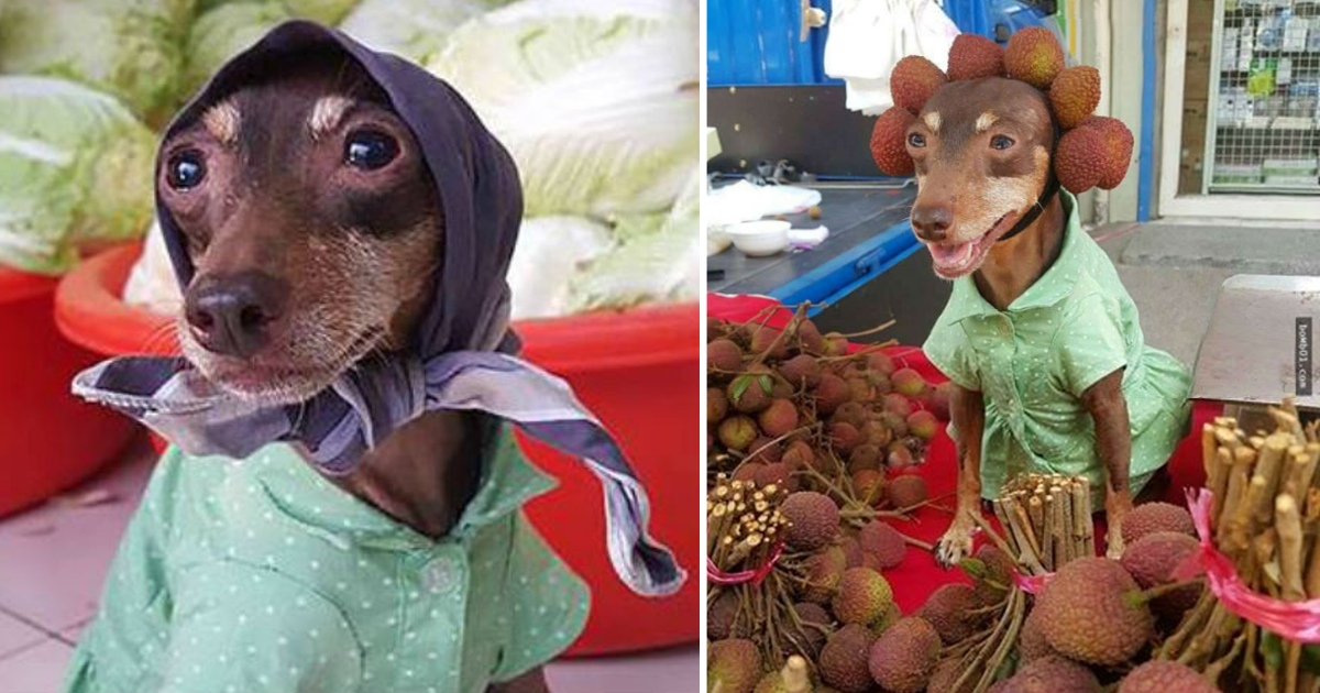 A Dog Dressed stylishly, Selling Fruit In The Market To Help Her Poor Owner Became A Star