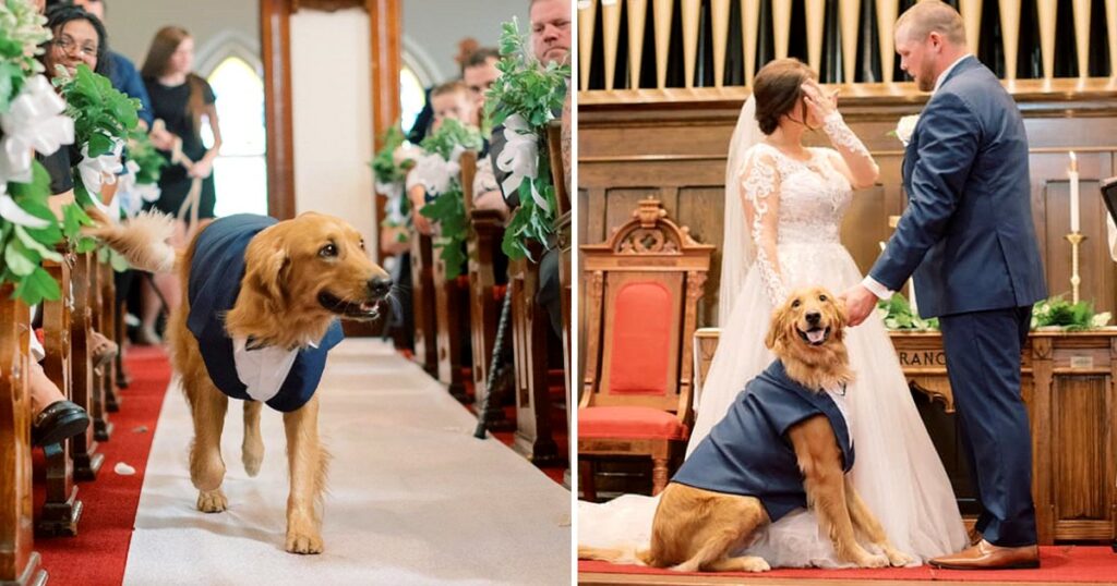 After three years of being lost, the emotional steps taken by the loyal dog as it entered its owner’s reunion party on their wedding day brought tears to everyone’s eyes.