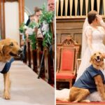 After three years of being lost, the emotional steps taken by the loyal dog as it entered its owner’s reunion party on their wedding day brought tears to everyone’s eyes.