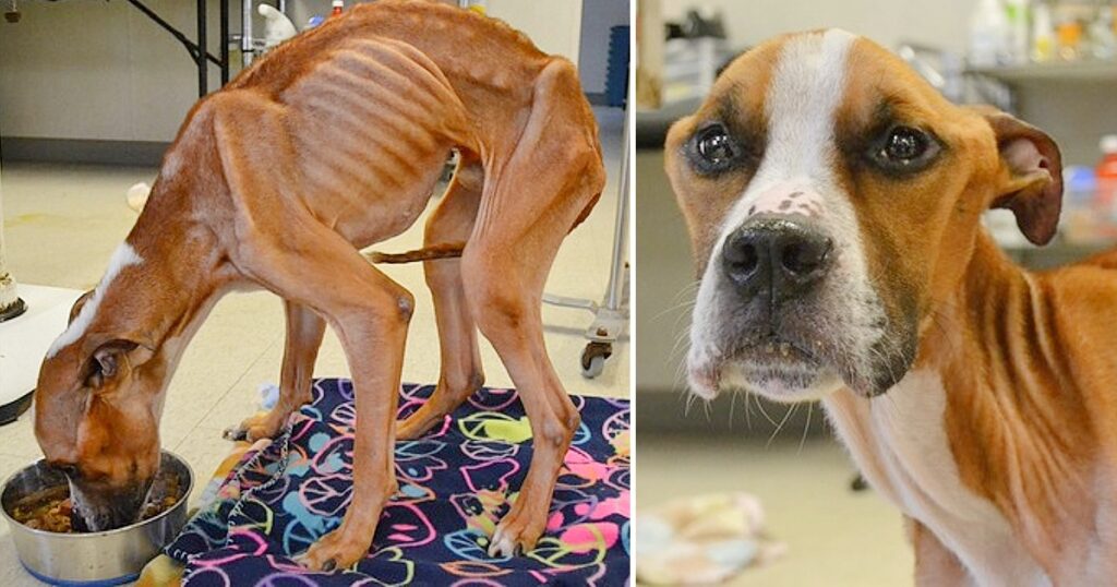 A pitiful dog with only skin and bones left outside a church with sad and painful eyes