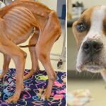 A pitiful dog with only skin and bones left outside a church with sad and painful eyes