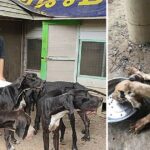 King Of Thailand Saves 13 Starved Great Danes From The Brink Of Death At Breeding Ranch