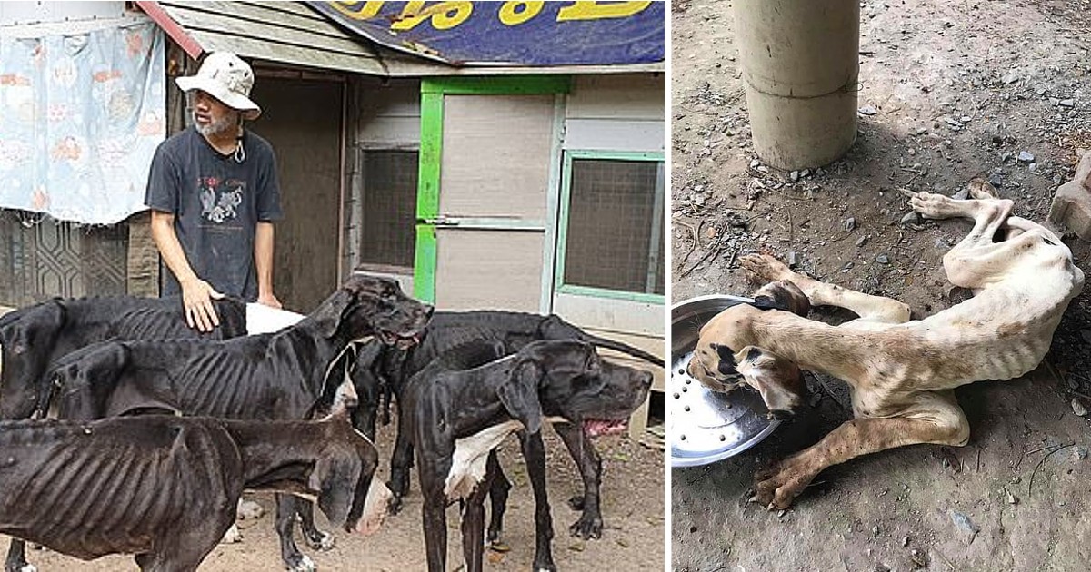 King Of Thailand Saves 13 Starved Great Danes From The Brink Of Death At Breeding Ranch