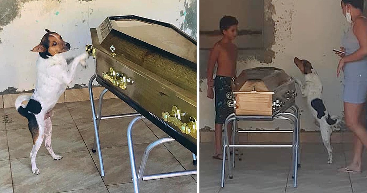 Crying Dog Standing Next To Coffin Right After Owner Died