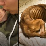 17-lb Bony Pit Bull Experiences Snuggling and the Feeling of a Full Belly