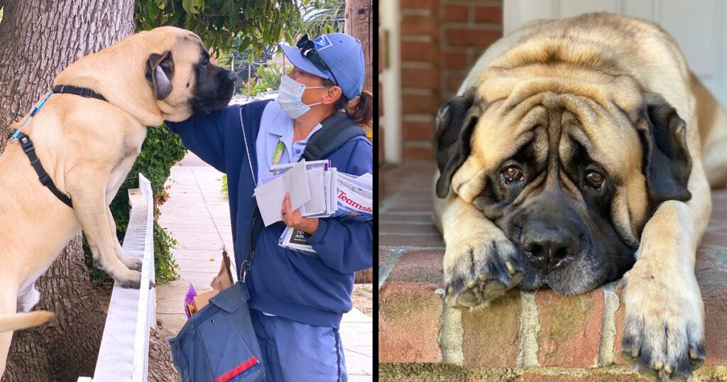 180-Pound Dog Waits Every Day To Give Favorite Mailwoman Hugs And Cuddles