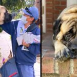 180-Pound Dog Waits Every Day To Give Favorite Mailwoman Hugs And Cuddles