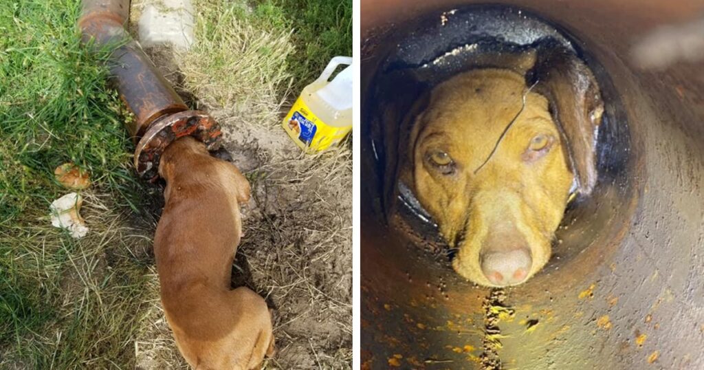 A helpless puppy had been trapped in a tube for five hours, Firefighters were forced tocut it