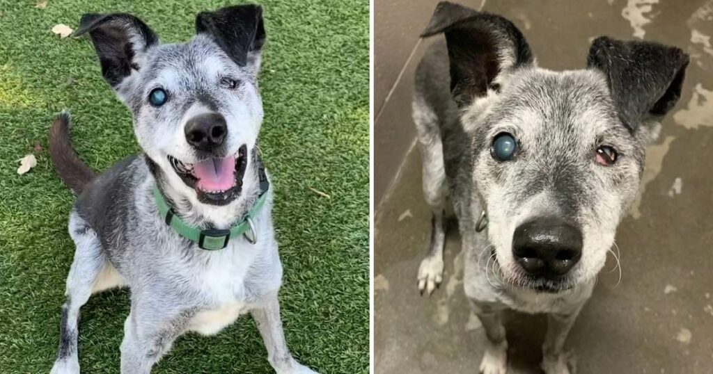19-Year-Old Dog Given Up Near Of Death Spends The Last Days Of His Life In A Permanent New Home