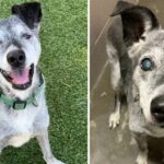 19-Year-Old Dog Given Up Near Of Death Spends The Last Days Of His Life In A Permanent New Home