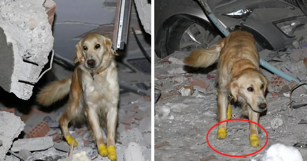 Hero In Turkey, A Rescue Dog Cut Off Its Leegs, Refused To Rest And Saved 5 Lives