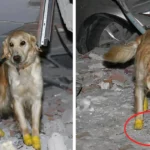 Hero In Turkey, A Rescue Dog Cut Off Its Leegs, Refused To Rest And Saved 5 Lives