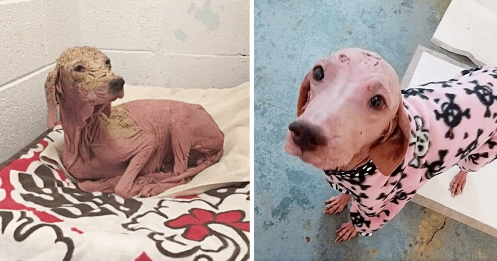 Man Saves a Dog in The Desert And Can’t Stop Crying When He Sees Her Again One Year Later