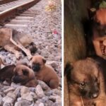 Heartwarming Image Captures Orphaned Dogs Resolutely Staying by Their Late Mother’s Side, a Touching Display of an Indomitable Connection