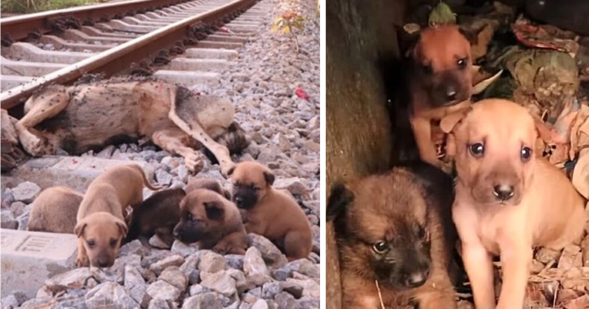 Heartwarming Image Captures Orphaned Dogs Resolutely Staying by Their Late Mother’s Side, a Touching Display of an Indomitable Connection