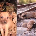 The heart-wrenching image of the orphaned dogs unwilling to part with their deceased mother is truly gut-wrenching