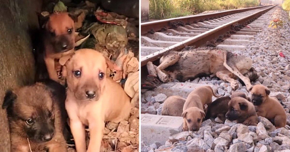 The heart-wrenching image of the orphaned dogs unwilling to part with their deceased mother is truly gut-wrenching