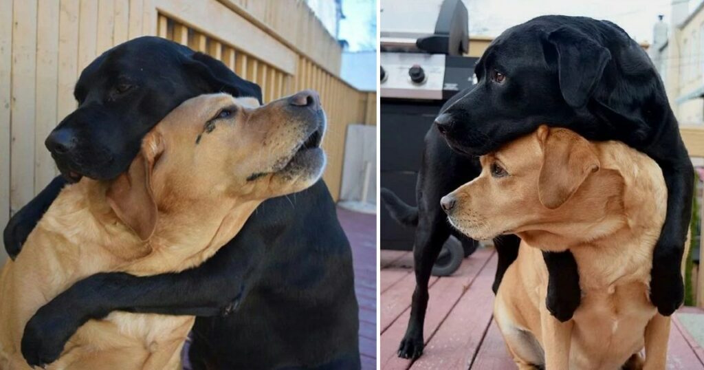 An Emotional Reunion: Stray Dogs Embrace After 8 Months, Evoking Profound Feelings.