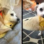 20-Year-Old Dog Still Loves To Snuggle Her Stuffed Banana