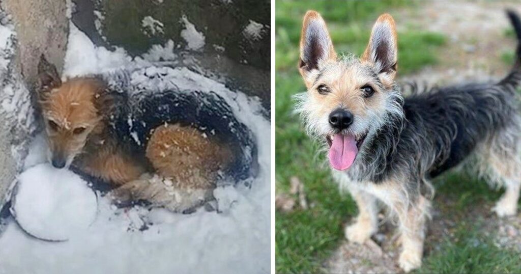 Dog Survives Being Abandoned In The Snow To Go On And Live Her Best Life Yet