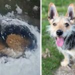 Dog Survives Being Abandoned In The Snow To Go On And Live Her Best Life Yet