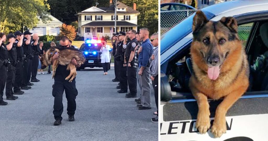 Cops Honor Loyal K-9 Officer With The Most Touching Goodbye.