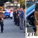 Cops Honor Loyal K-9 Officer With The Most Touching Goodbye.