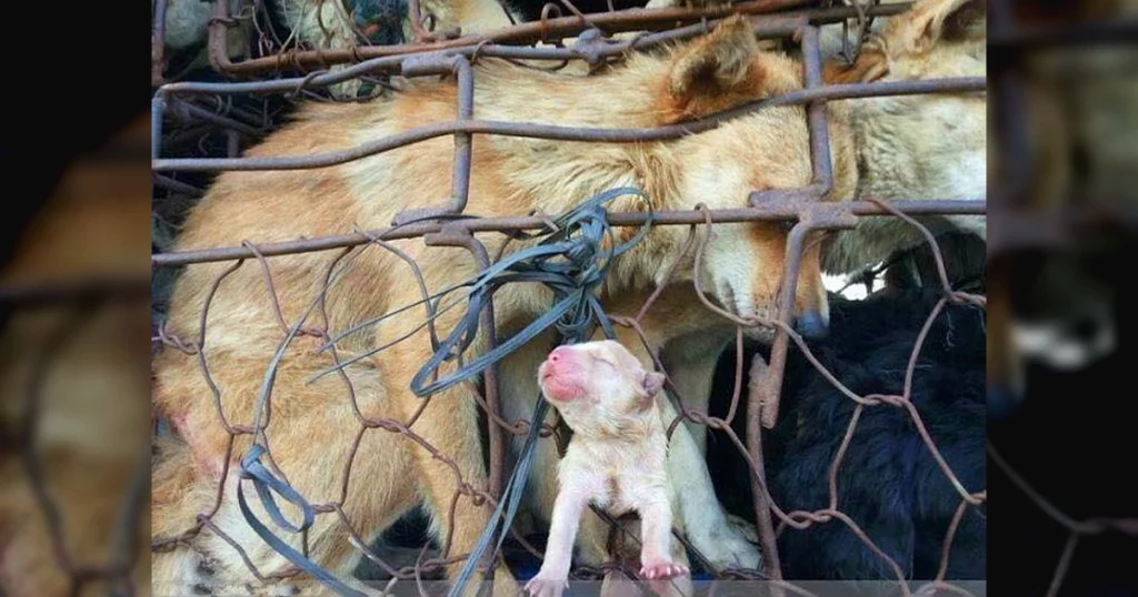 Touching love Mother dog tries to push puppy out of cage to slaughterhouse causing fever