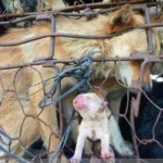 Touching love Mother dog tries to push puppy out of cage to slaughterhouse causing fever