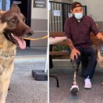 Heroic Dog Rescues Disabled Veteran, Later Adopted as Companion