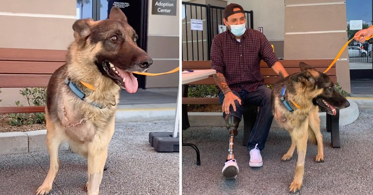 Heroic Dog Rescues Disabled Veteran, Later Adopted as Companion