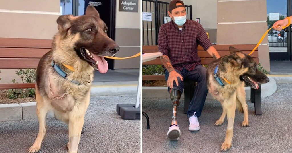 A rescue dog with a leg amputation discovers a new home with a veteran who also lost a limb, a tale of shared resilience.