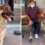 A rescue dog with a leg amputation discovers a new home with a veteran who also lost a limb, a tale of shared resilience.