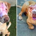 Buddy the Dog is “Totally Healed” One Year After Getting Badly Burnt by a Kid