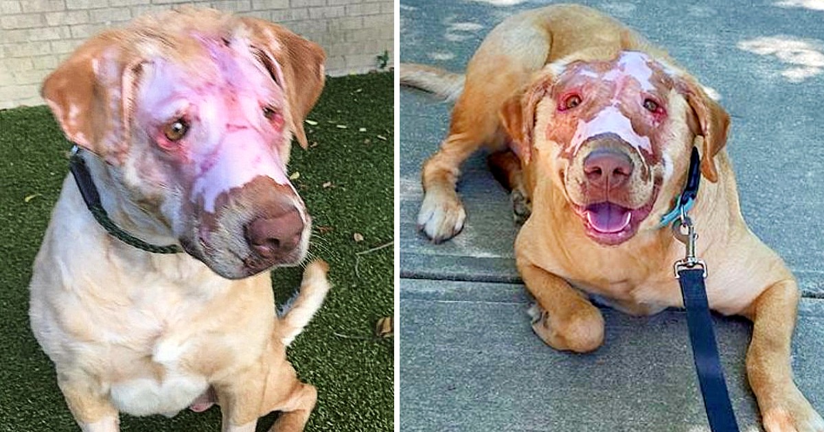 Buddy the Dog is “Totally Healed” One Year After Getting Badly Burnt by a Kid