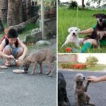 Dad finds out son has been secretly helping strays dogs, he couldn’t be more proud and joins him!